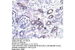 Human kidney (PAWR Antikörper  (Middle Region))