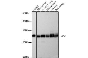 Western blot analysis of extracts of various cell lines, using  antibody (ABIN7265466) at 1:500 dilution. (Adenylate Kinase 2 Antikörper)