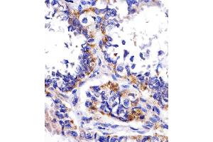 IHC-P analysis of human kidney tissue, using DDIT4 antibody and undiluted goat polyvalent antibody.