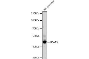 Western blot analysis of extracts of Rat pancreas, using HC Rabbit pAb (ABIN7267805) at 1:1000 dilution. (GPR109B Antikörper)
