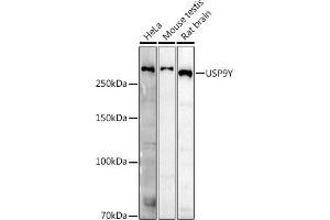 USP9Y Antikörper