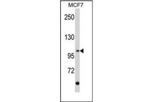 Image no. 1 for anti-Ret Proto-Oncogene (RET) (AA 21-51), (N-Term) antibody (ABIN359926) (Ret Proto-Oncogene Antikörper  (N-Term))