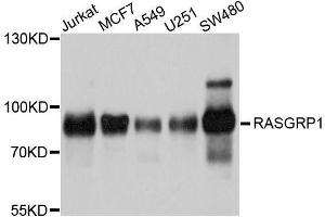 RASGRP1 Antikörper  (AA 598-797)