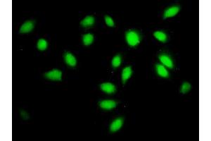 Immunofluorescence of monoclonal antibody to SF3A2 on HeLa cell. (SF3A2 Antikörper  (AA 112-216))