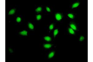 Immunofluorescence (IF) image for anti-Splicing Factor 3a, Subunit 2, 66kDa (SF3A2) (AA 112-216) antibody (ABIN563556)