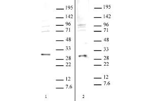 SAP30 antibody (pAb) tested by Western blot. (SAP30 Antikörper)