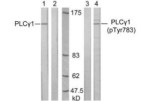 Western blot analysis of extract from A431 cells, untreated or treated with EGF (200ng/ml, 10min), using PLCγ1 (Ab-783) antibody (E021129, Lane 1 and 2) and PLCγ1 (phospho-Tyr783) antibody (E011103, Lane 3 and 4). (Phospholipase C gamma 1 Antikörper  (pTyr783))