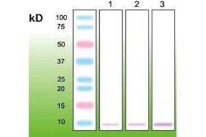 Western Blotting (WB) image for anti-Metallothionein (MT) (N-Term) antibody (ABIN870328) (Metallothionein Antikörper  (N-Term))