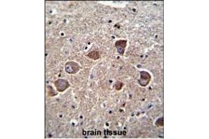 DC1A Antibody (N-term) 11185a immunohistochemistry analysis in formalin fixed and paraffin embedded human brain tissue followed by peroxidase conjugation of the secondary antibody and DAB staining. (PPAPDC1A Antikörper  (N-Term))