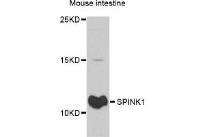 Western blot analysis of extracts of mouse intestine, using SPINK1 antibody. (SPINK1 Antikörper)