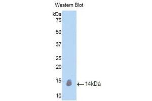 Western Blotting (WB) image for anti-Oncostatin M (OSM) (AA 116-205) antibody (ABIN1860109) (Oncostatin M Antikörper  (AA 116-205))
