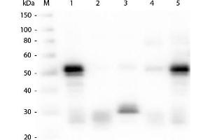 Western Blot of Anti-Rabbit IgG (H&L) (GOAT) Antibody . (Ziege anti-Kaninchen IgG (Heavy & Light Chain) Antikörper (Alkaline Phosphatase (AP)) - Preadsorbed)
