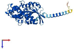 GNAL Protein (AA 1-381) (His tag)