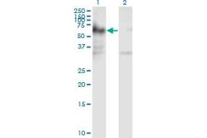 Western Blot analysis of ICA1 expression in transfected 293T cell line by ICA1 monoclonal antibody (M01), clone 6G11.