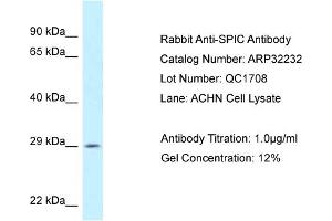 WB Suggested Anti-SPIC Antibody   Titration: 1. (SPIC Antikörper  (C-Term))