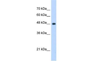 UNC84B antibody used at 0. (SUN2 Antikörper)