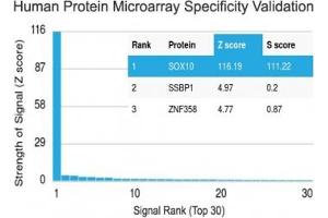 Analysis of HuProt(TM) microarray containing more than 19,000 full-length human proteins using SOX10 antibody (clone SOX10/991). (SOX10 Antikörper  (AA 115-269))