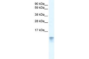 WB Suggested Anti-FABP3 Antibody Titration:  0. (FABP3 Antikörper  (N-Term))