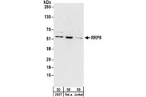 anti-Ribosomal RNA Processing 8 (RRP8) (AA 1-50) antibody