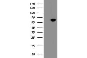 Image no. 1 for anti-Acyl-CoA Binding Domain Containing 3 (Acbd3) antibody (ABIN1498419) (ACBD3 Antikörper)