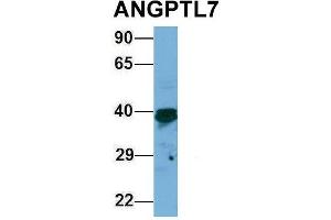 Host:  Rabbit  Target Name:  ANGPTL7  Sample Type:  293T  Antibody Dilution:  1. (ANGPTL7 Antikörper  (Middle Region))