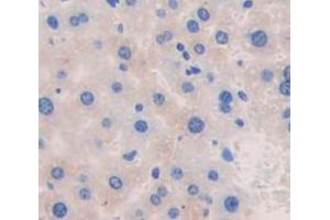 IHC-P analysis of Mouse Tissue, with DAB staining. (Ceruloplasmin Antikörper  (AA 729-1061))