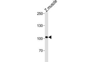 Western Blotting (WB) image for anti-Heart of Glass (HEG) antibody (ABIN3004655) (HEG Antikörper)