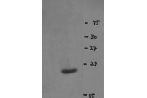 Western blot of Y14 antibody (clone 4C4) on HeLa cell extract (RBM8A Antikörper)