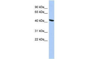 Western Blotting (WB) image for anti-Zinc Finger Protein 71 (ZNF71) antibody (ABIN2458410) (ZNF71 Antikörper)