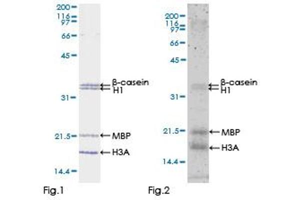 MAP3K7 Protein (AA 1-579) (GST tag)