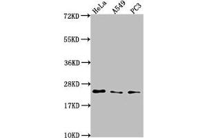Western Blot Positive WB detected in: Hela whole cell lysate, A549 whole cell lysate, PC3 whole cell lysate All lanes: PEBP1 antibody at 1:2000 Secondary Goat polyclonal to rabbit IgG at 1/50000 dilution Predicted band size: 22 kDa Observed band size: 22 kDa (PEBP1 Antikörper  (AA 97-128))
