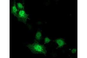 Anti-CDK2 mouse monoclonal antibody (ABIN2454581) immunofluorescent staining of COS7 cells transiently transfected by pCMV6-ENTRY CDK2 (RC200494). (CDK2 Antikörper)