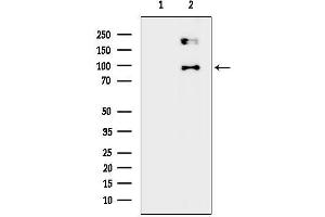 anti-Family with Sequence Similarity 83, Member G (FAM83G) antibody