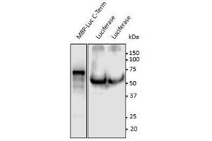 Anti-Luciferase Ab at 1/500 dilution, 293HEK transduced with lentivirus expressing luciferase,lysates at 100 gg per Iane, rabbit polyclonal to goat lgG (HRP) at 1/10,000 dilution, (Luciferase Antikörper  (C-Term))