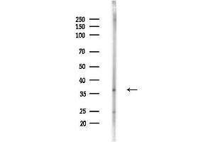 anti-Cyclin H (CCNH) (pThr315) antibody