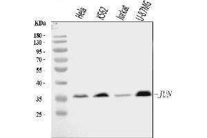 Western blot analysis of C-Jun/JUN using anti-C-Jun/JUN antibody (ABIN7601421).