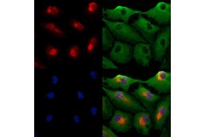 ABIN7094501 and ABIN7098550 staining  cells by IF/ICC. (PRDM16 Antikörper  (Internal Region))