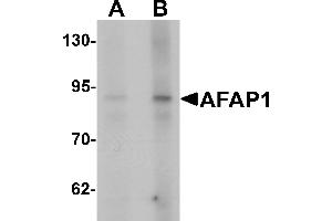Western blot analysis of AFAP1 in Hela cell lysate with AFAP1 antibody at (A) 1 and (B) 2 µg/mL.