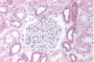 ABIN184783 (5µg/ml) staining of paraffin embedded Human Kidney Cortex.