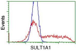 Image no. 2 for anti-Sulfotransferase Family, Cytosolic, 1A, Phenol-Preferring, Member 1 (SULT1A1) antibody (ABIN1501222) (SULT1A1 Antikörper)