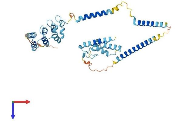NFKBIL1 Protein (AA 1-381) (His tag)