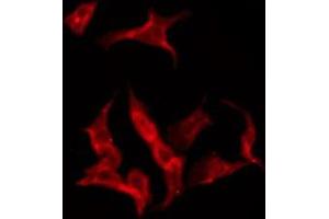 ABIN6275587 staining RAW264. (SLC24A1 Antikörper  (N-Term))