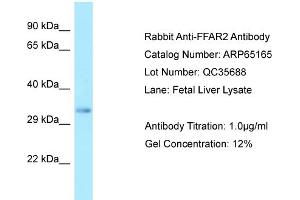 Western Blotting (WB) image for anti-Free Fatty Acid Receptor 2 (FFAR2) (C-Term) antibody (ABIN2790063) (FFAR2 Antikörper  (C-Term))