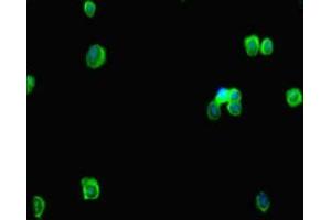 Immunofluorescent analysis of HepG2 cells using ABIN7167648 at dilution of 1:100 and Alexa Fluor 488-congugated AffiniPure Goat Anti-Rabbit IgG(H+L) (RTEL1 Antikörper  (AA 975-1219))