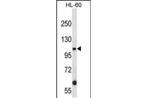 Western blot analysis in HL-60 cell line lysates (35ug/lane). (TAO Kinase 2 Antikörper  (AA 415-443))
