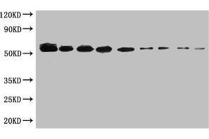 WB:SUMO-tagged fusion protein(20 ng/mL) was subjected to SDS-PAGE followed by Western Blot with ABIN7179961 at dilution of Lane 1:1000 Lane 4:8000 Lane 7:64000 Lane 2:2000 Lane 5:16000 Lane 8:128000 Lane 3:4000 Lane 6:32000 Lane 9:256000 Secondary Goat polyclonal to Mouse IgG at 1/5000 dilution Predicted band size:55kd Observed band size:55kd (SUMO Tag Antikörper)