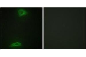 Immunofluorescence (IF) image for anti-ERGIC and Golgi 3 (ERGIC3) (AA 321-370) antibody (ABIN2889817) (ERGIC3 Antikörper  (AA 321-370))