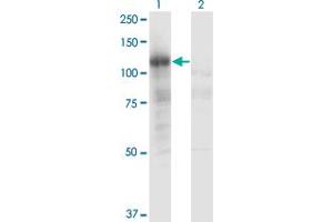 Western Blot analysis of PLCL2 expression in transfected 293T cell line by PLCL2 monoclonal antibody (M02), clone 1C7.