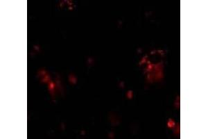 Immunofluorescent staining of DcR1 in rat liver tissue with DcR1 antibody at 10μg/ml. (DcR1 Antikörper)