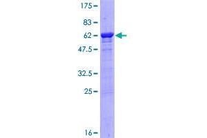 Liver Arginase Protein (AA 1-322) (GST tag)